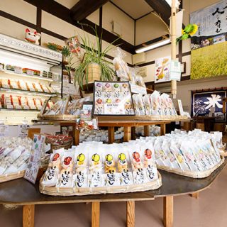 【開催中止】あんやとサンデー 多肉植物寄せ植え体験