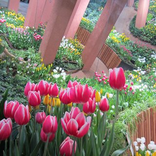 【休館】季節を彩る花々～春～