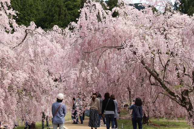 竹田の里 しだれ桜まつり 金沢の観光スポット イベント案内 金沢日和