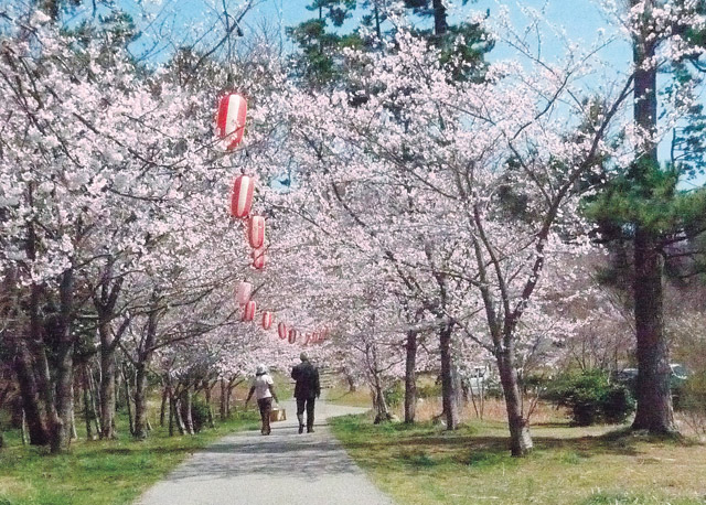 石川のお花見スポット特集【能登エリア／一本松公園】