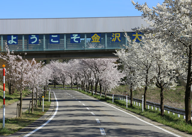 石川のお花見スポット特集【金沢エリア／金沢大学角間キャンパス】