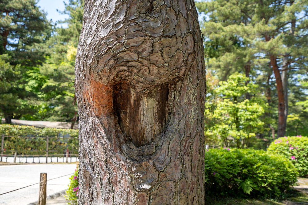 金沢の雑学 思わず誰かに伝えたくなる兼六園トリビア 松についた悲しいハートマーク 金沢の観光スポット 金沢日和