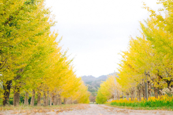 北陸の紅葉スポット特集【石川県／東野のイチョウ並木】