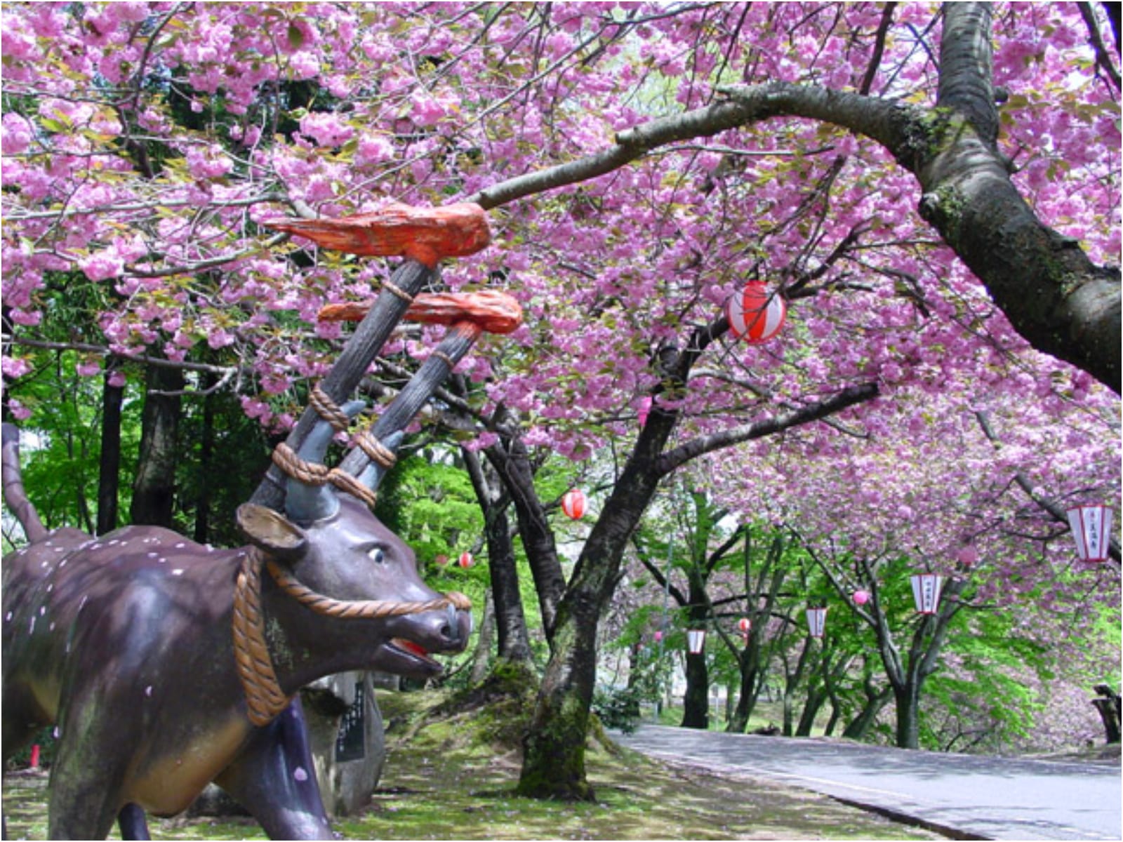 石川のお花見スポット特集【能登エリア／倶利伽羅公園】