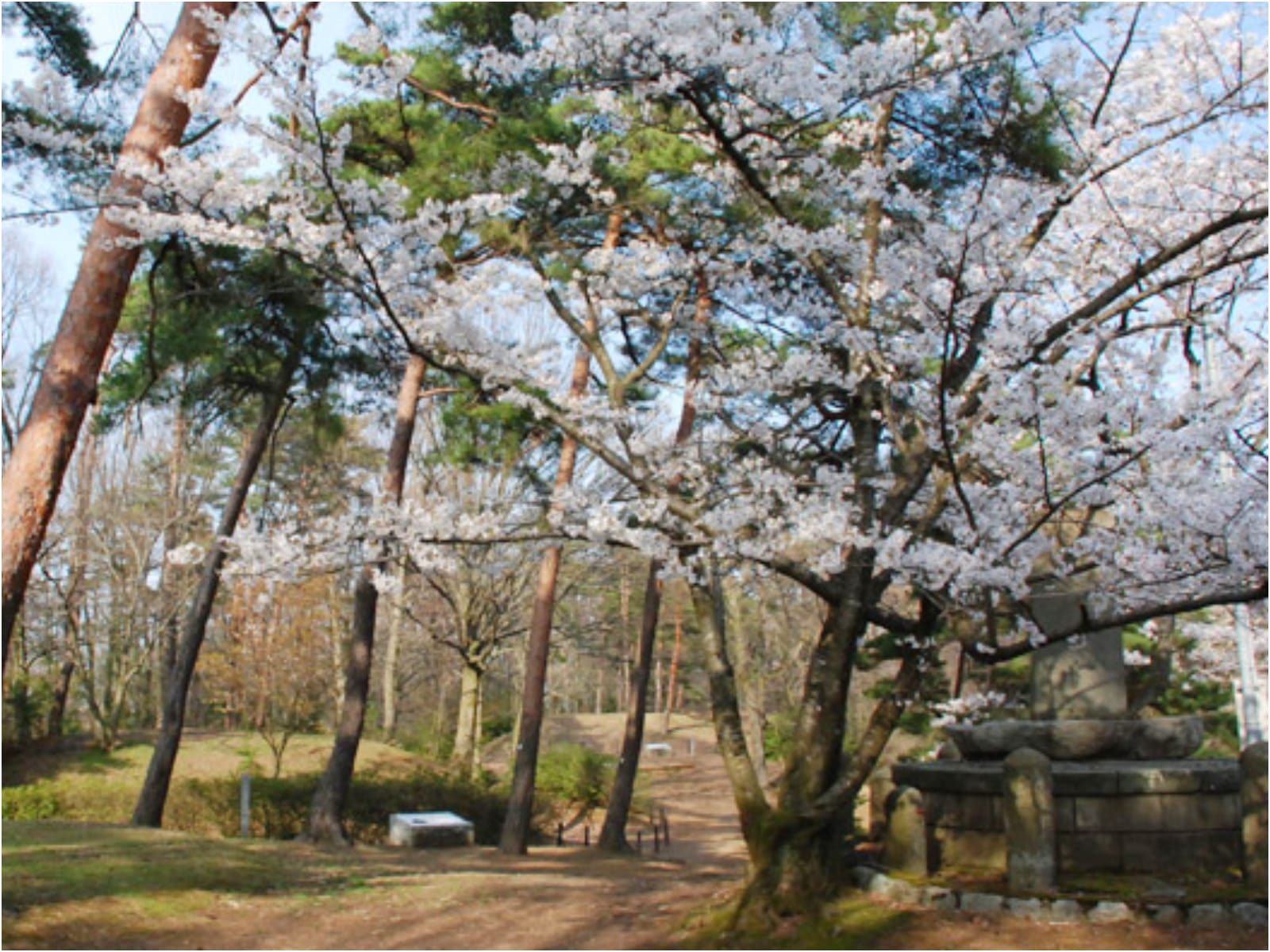 石川のお花見スポット特集【加賀エリア／和田山末寺山史跡公園】