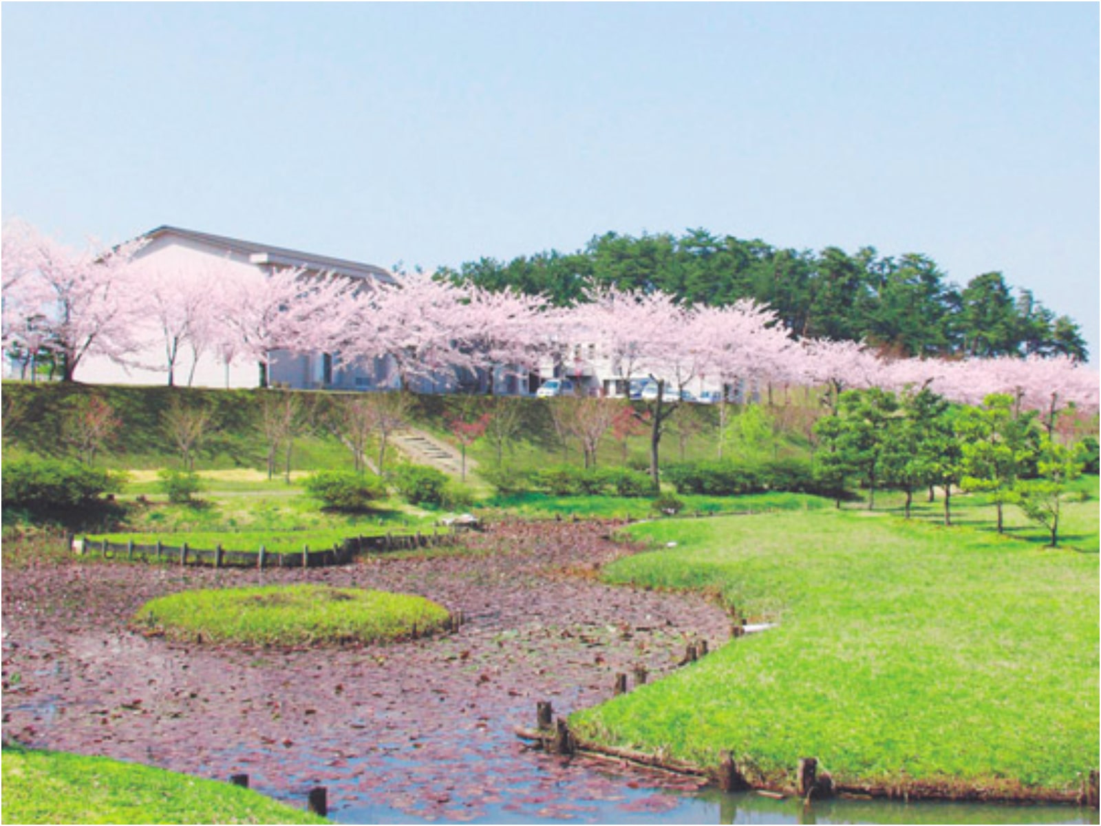 石川のお花見スポット特集【能登エリア／白虎山公園】