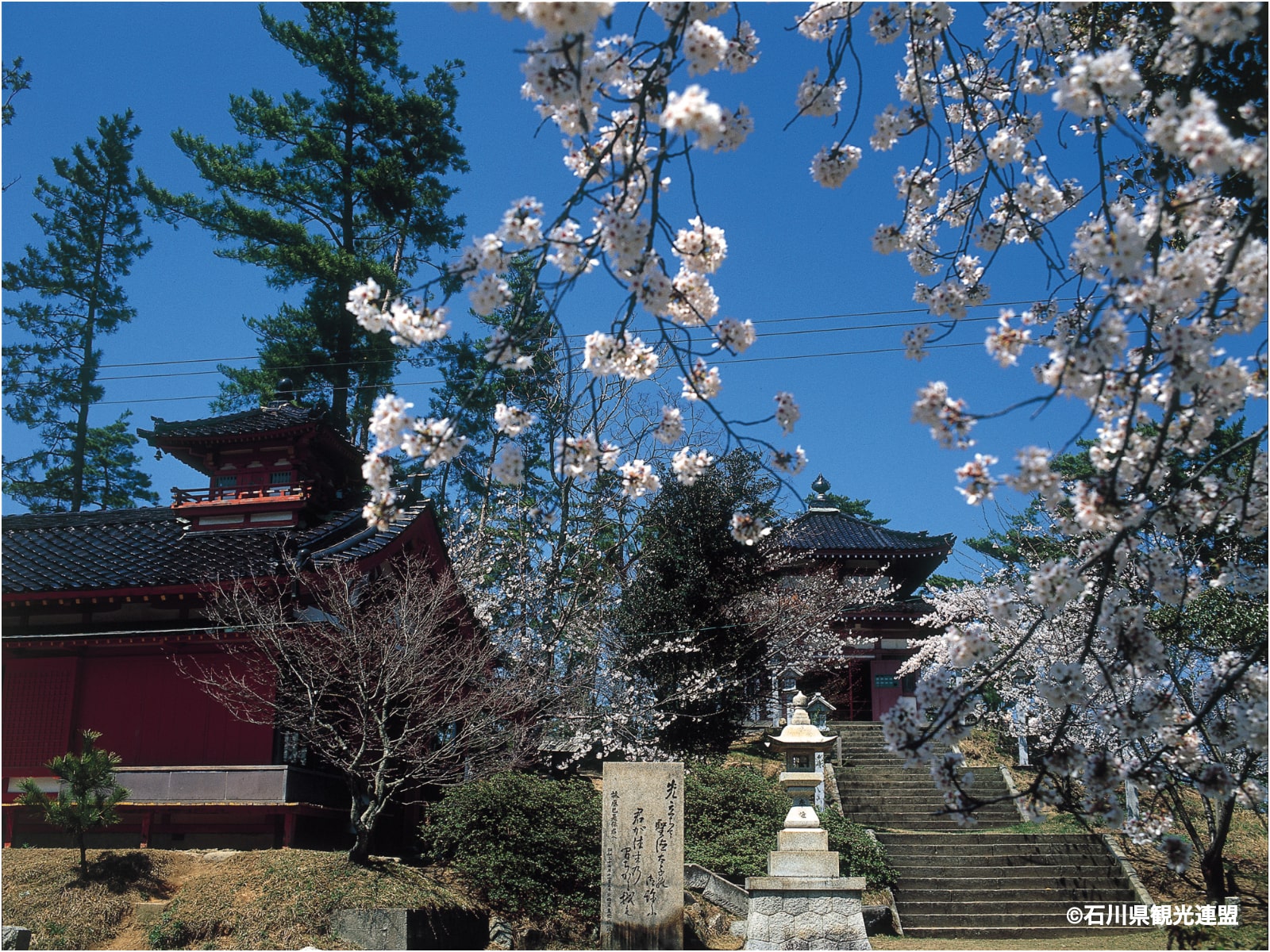 石川のお花見スポット特集【能登エリア／やわらぎの郷】