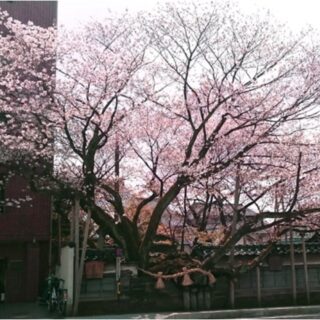 石川のお花見スポット特集【金沢市／松月寺の大桜】 | 金沢日和