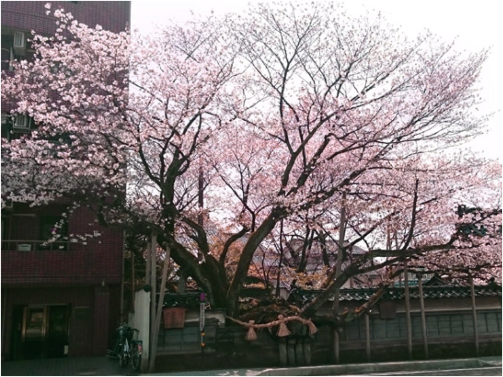 石川のお花見スポット特集【金沢エリア／松月寺の大桜】