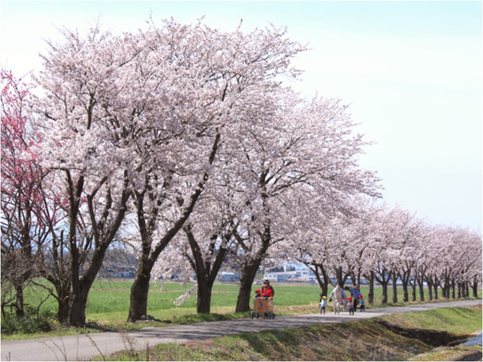 石川のお花見スポット特集【加賀エリア／健康ロード】