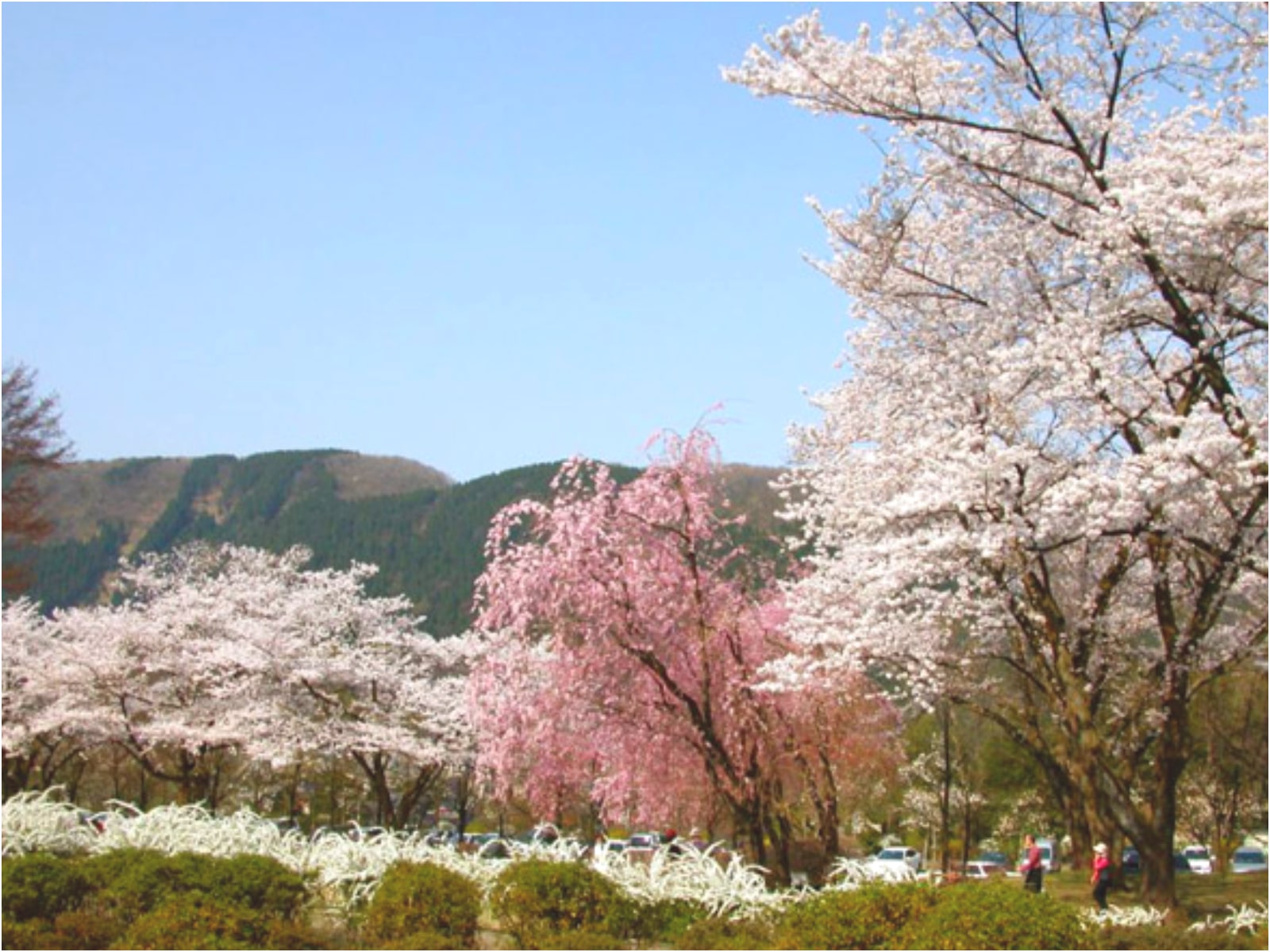 石川のお花見スポット特集【加賀エリア／石川県農林総合研究センター 林業試験場 樹木公園】