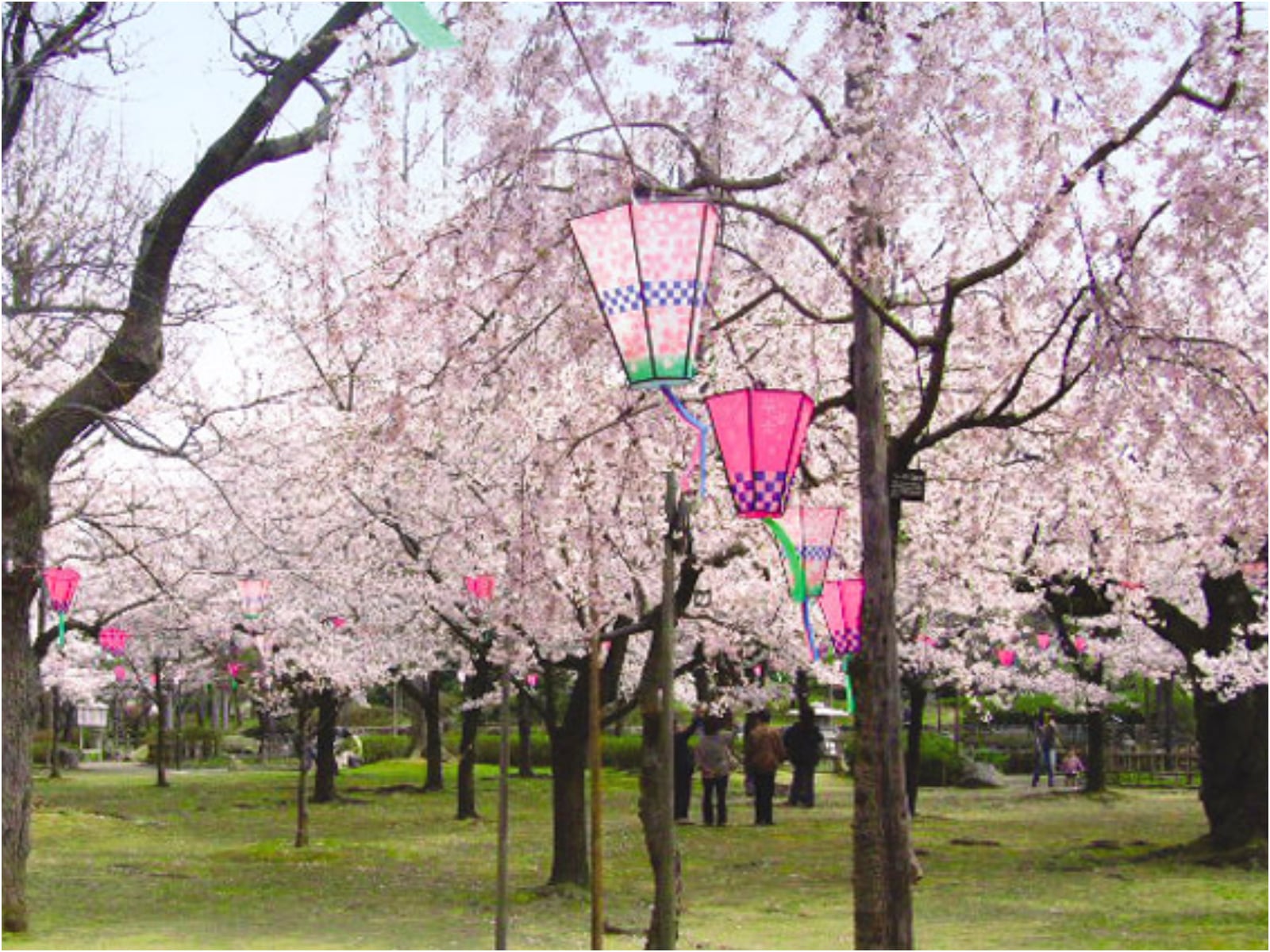 石川のお花見スポット特集【加賀エリア／芦城公園】