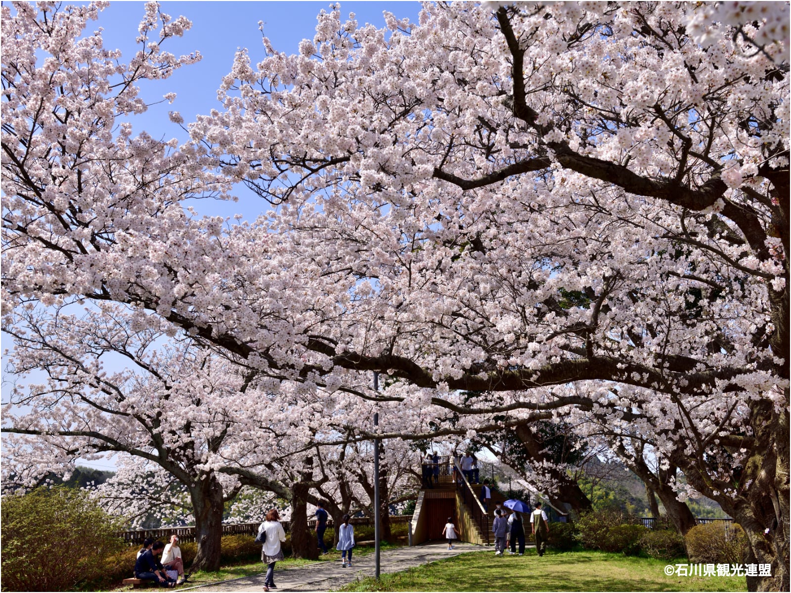 石川のお花見スポット特集【能登エリア／小丸山城址公園】