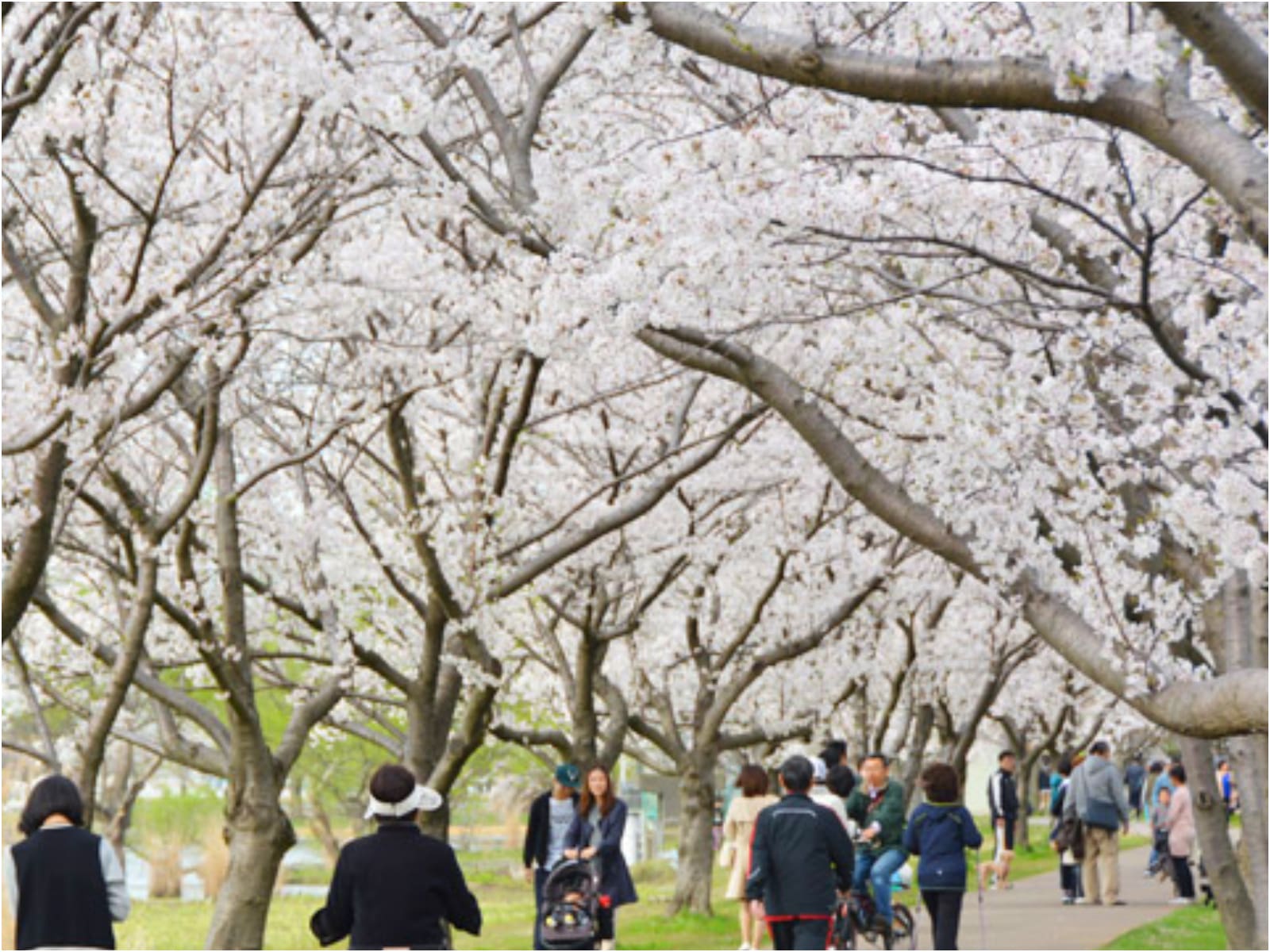 石川のお花見スポット特集【加賀エリア／木場潟公園】