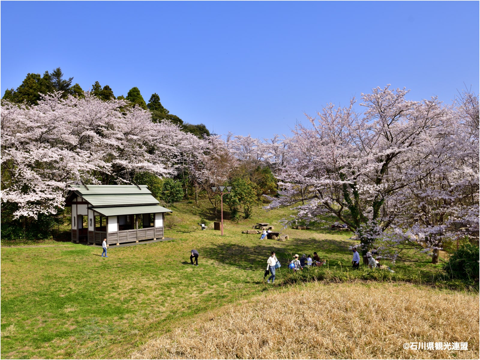 石川のお花見スポット特集【能登エリア／志乎・桜の里古墳公園】