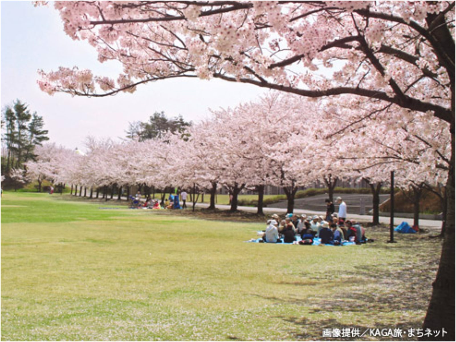 石川のお花見スポット特集【加賀エリア／加賀市中央公園】