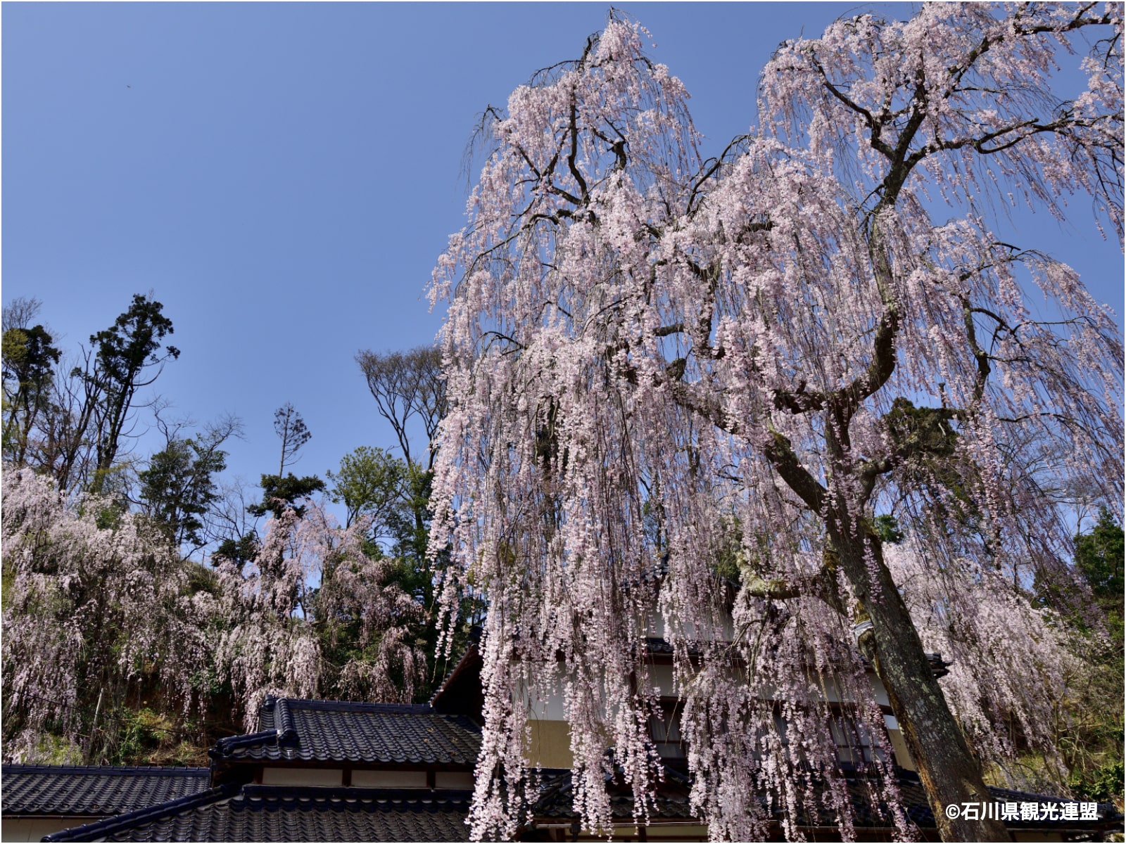 石川のお花見スポット特集【能登エリア／喜多家 しだれ桜】