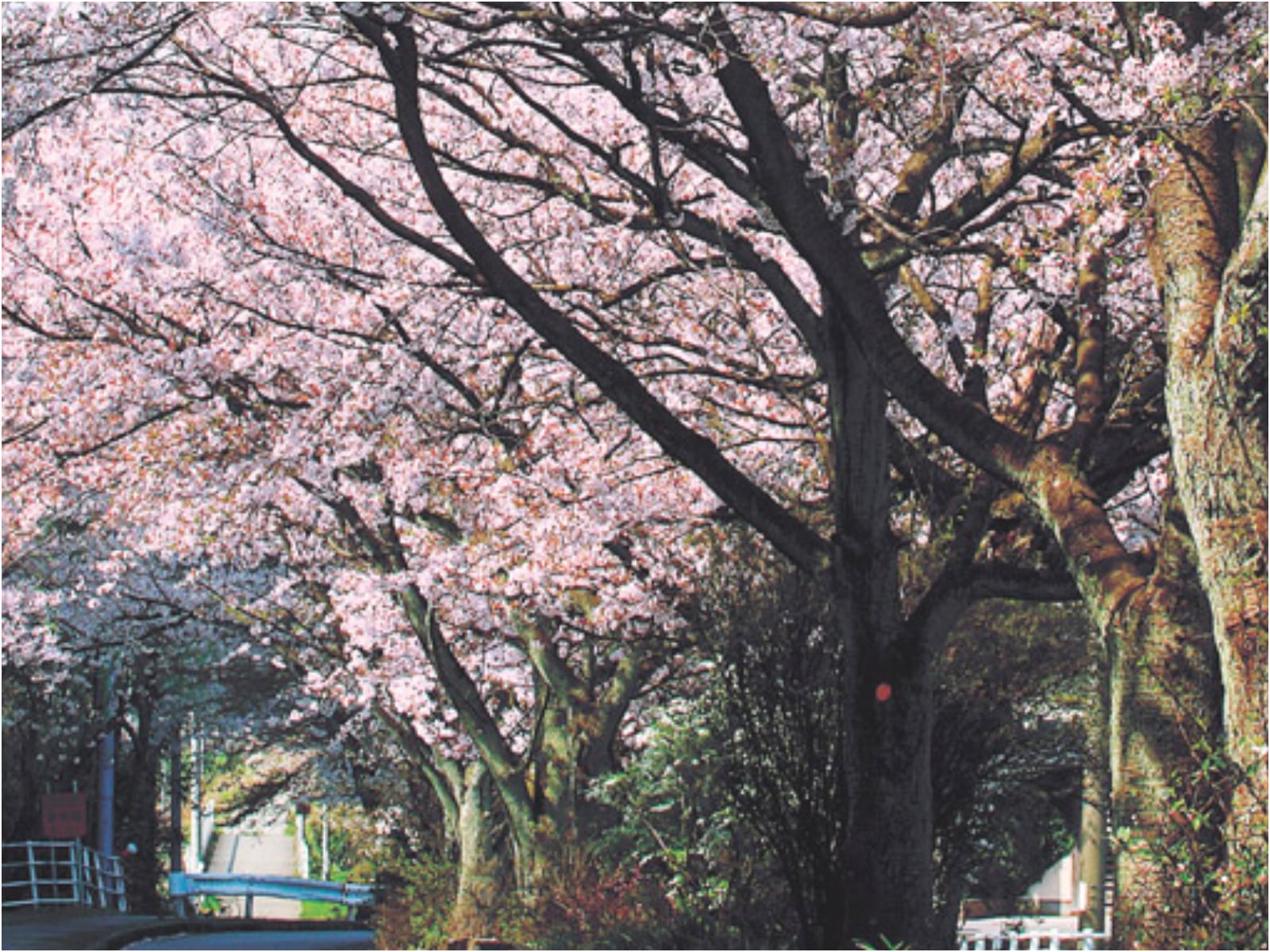 石川のお花見スポット特集【加賀エリア／大堰宮公園】