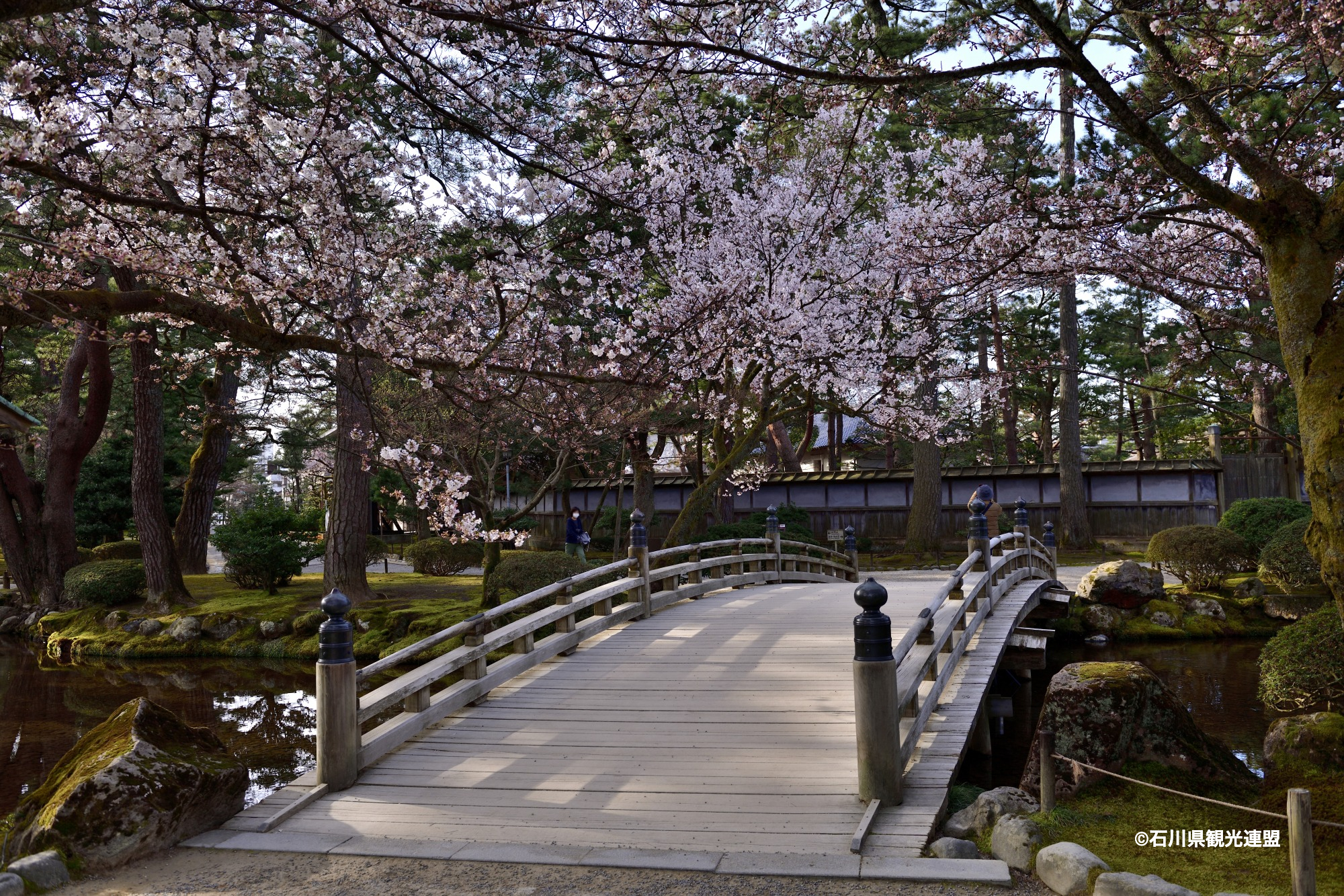 石川のお花見スポット特集【金沢エリア／兼六園】