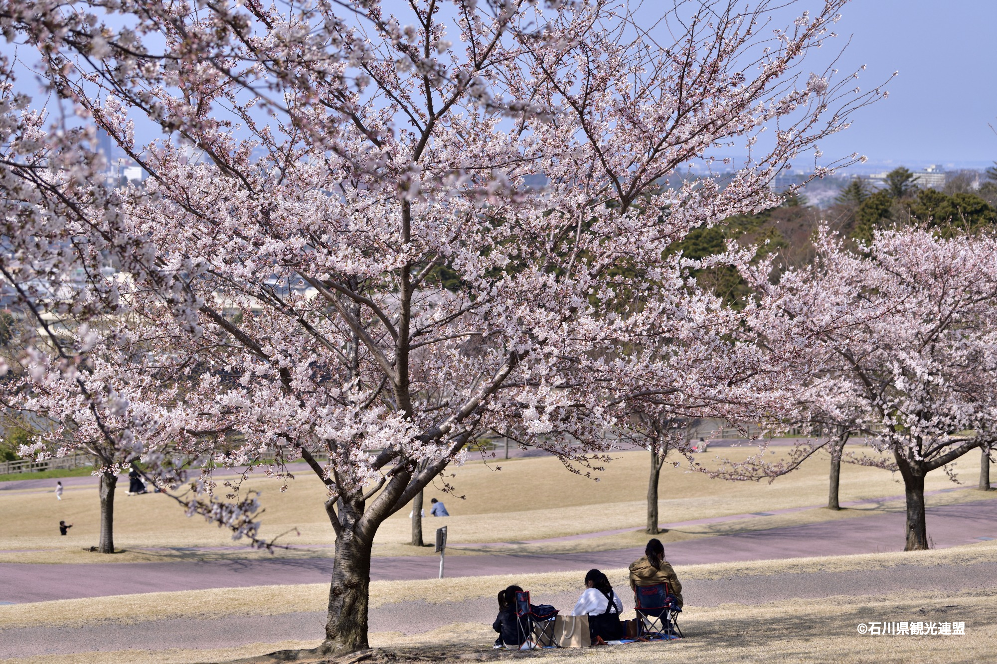 石川のお花見スポット特集【金沢エリア／大乗寺丘陵公園】