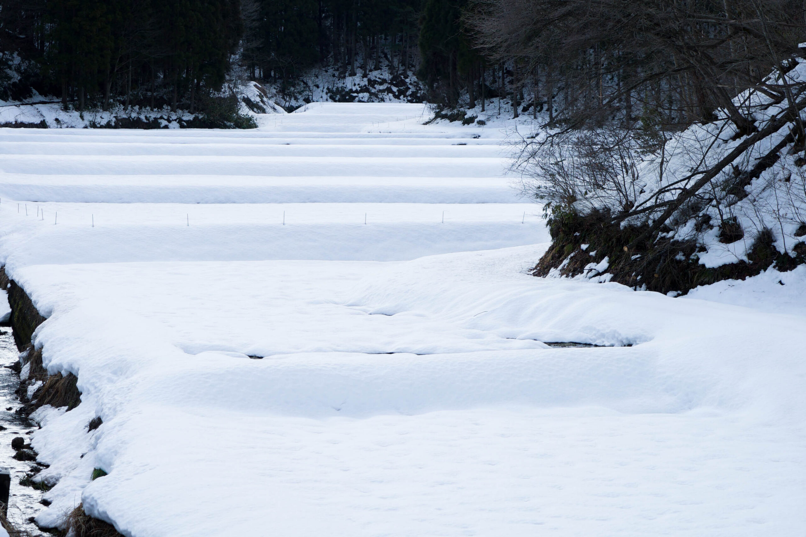 雪に埋もれる田んぼ