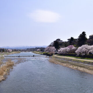 花見 Flower MOUNTAIN ASUKA FM06010 Yellow ¥18700（税込） 入荷