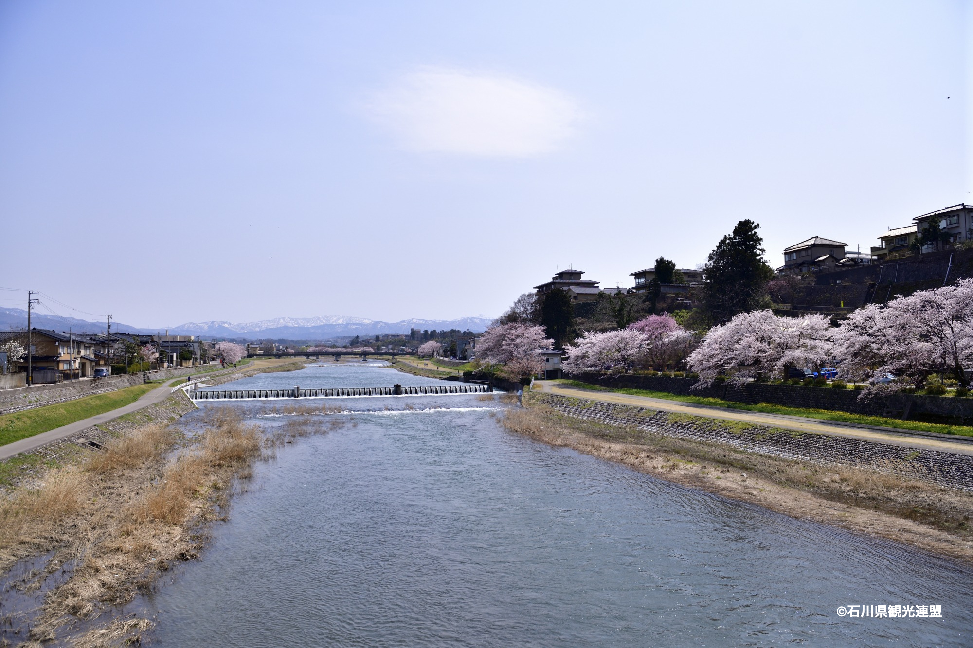 石川のお花見スポット特集【金沢エリア／犀川緑地】