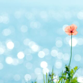 【いしかわ絶景図鑑｜石川県・能登町】 海の前で咲く赤い花
