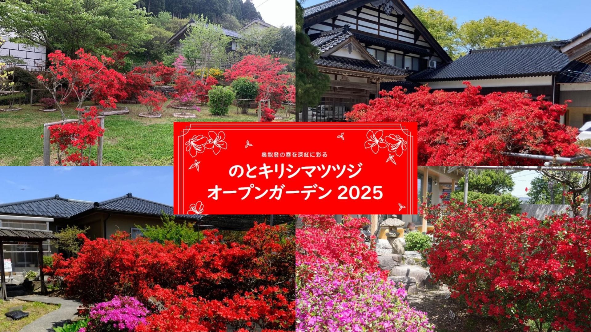 4月中旬〜5月中旬】深紅の花が咲きそろう“奥能登の春”『のとキリ