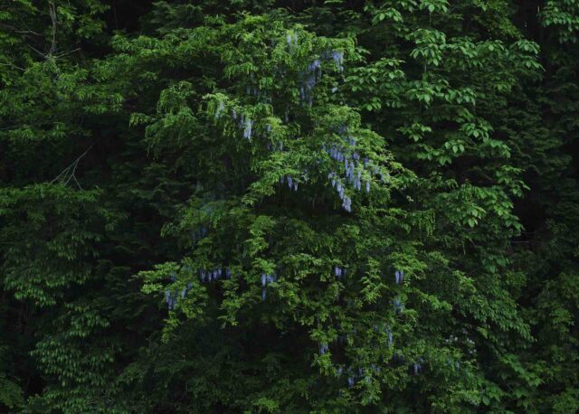 吉尾大輔 個展『深緑 -NOTO ISHIKAWA- 』