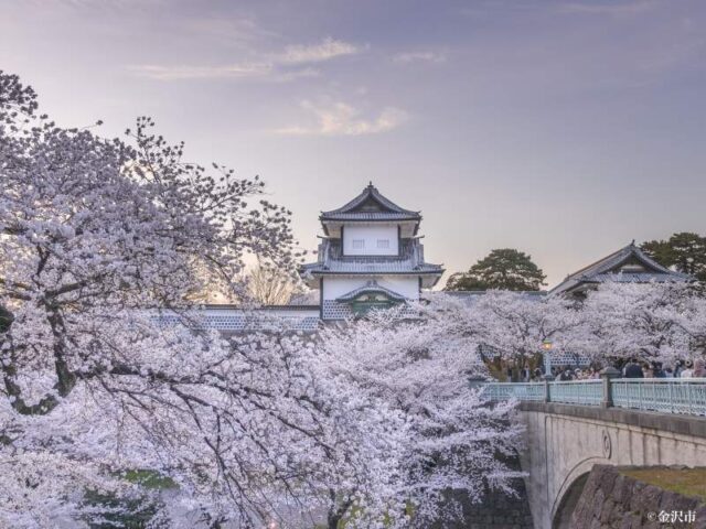 桜と金沢城
