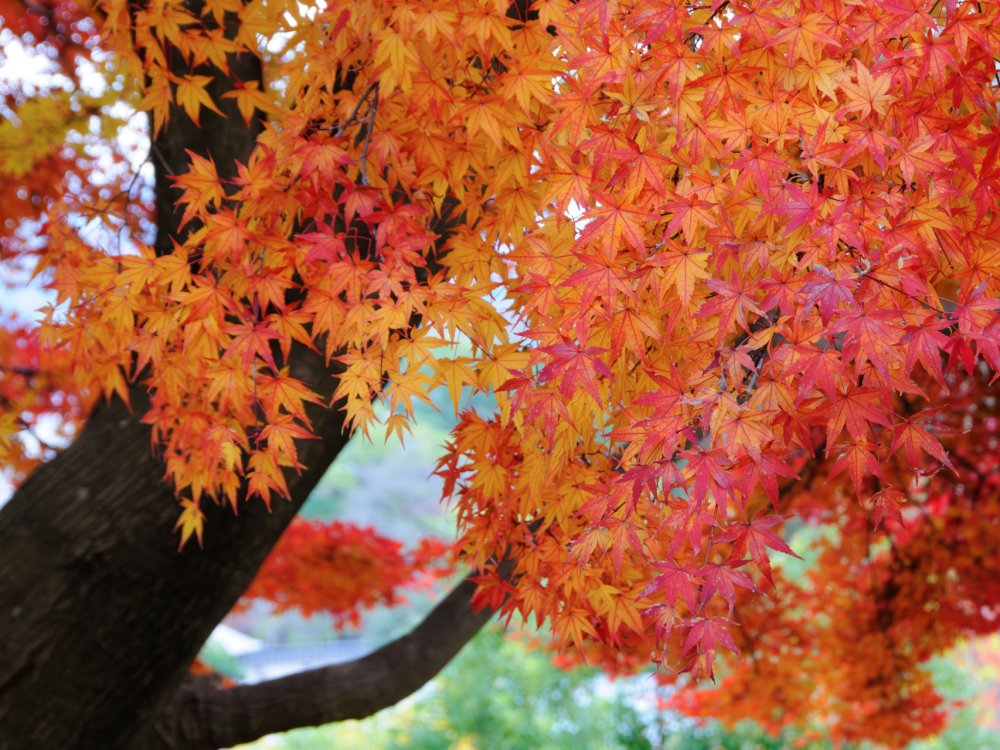 紅葉