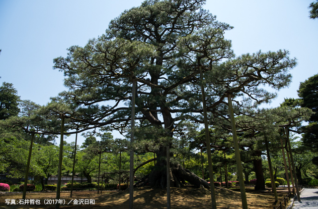 根上松（ねあがりまつ）