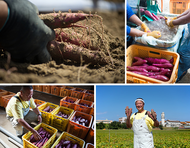 五郎島金時の収穫